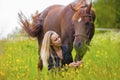 Beautiful woman feeding her arabian horse with snacks in the field Royalty Free Stock Photo