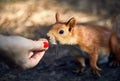 Beautiful woman feeding squirrel in forest