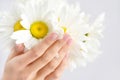 Beautiful woman french manicured hands with fresh daisy flowers Royalty Free Stock Photo