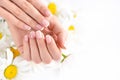 Beautiful woman french manicured hands with fresh daisy flowers Royalty Free Stock Photo