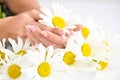 Beautiful woman french manicured hands with fresh daisy flowers Royalty Free Stock Photo