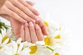 Beautiful woman french manicured hands with fresh daisy flowers Royalty Free Stock Photo