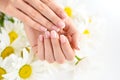 Beautiful woman french manicured hands with fresh daisy flowers Royalty Free Stock Photo