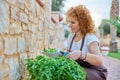 Beautiful woman in the garden cuts spicy basil herbs Royalty Free Stock Photo
