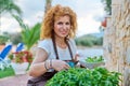 Beautiful woman in the garden cuts spicy basil herbs Royalty Free Stock Photo