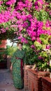 Beautiful woman in Geisha kimono in a garden Royalty Free Stock Photo