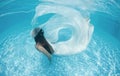 Beautiful woman girl white dress underwater diving swim blue sunny day pool Royalty Free Stock Photo