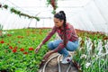 Woman in a greenhouse. Girl holding vase with green plant. Royalty Free Stock Photo