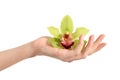 Beautiful woman hand holding a green orchid