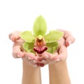 Beautiful woman hand holding a green orchid