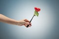 Beautiful woman hand holding a red rose Royalty Free Stock Photo