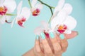 Beautiful woman hand with a turquoise color nails polish and white orchids flower isolated on soft blue background in studio Royalty Free Stock Photo