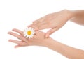 Beautiful woman hands french manicure with camomile daisy flower Royalty Free Stock Photo