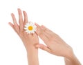 Beautiful woman hands french manicure with camomile daisy flower Royalty Free Stock Photo