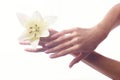 Beautiful woman hands french manicure with camomile flower