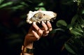 Beautiful woman hands hold open rock oyster in hand with gold rings in expensive restaurant