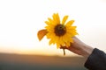 Beautiful woman hands holding sunflower in the evening sunlight