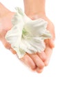 Beautiful woman hands with a white tropical flower Royalty Free Stock Photo