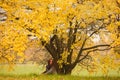 Beautiful woman having rest under huge autumn yellow tree. Lonely woman enjoying nature landscape in autumn. Autumn day. Girl sit