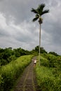 Beautiful woman hiking on famous tiles path surrounded by rice fields and a palm in Bali & x28;Indonesia