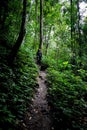 Beautiful woman hiking on path in a rainforest in Chiang Mai & x28;Thailand