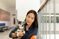 Beautiful woman holding Chihuahua dog at vet hospital. Royalty Free Stock Photo