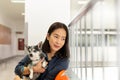 Beautiful woman holding Chihuahua dog at vet hospital. Royalty Free Stock Photo