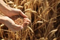 Beautiful woman holding wheat grain in field on sunny day, closeup Royalty Free Stock Photo