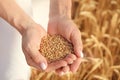 Beautiful woman holding wheat grain in field on sunny day, closeup Royalty Free Stock Photo