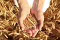 Beautiful woman holding wheat grain in field on sunny day, closeup Royalty Free Stock Photo