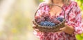 Beautiful woman holds in hands a basket full of tasty grapes Royalty Free Stock Photo