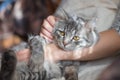 Beautiful woman at home holding and hug her lovely fluffy cat. Gray tabby cute kitten with green eyes.