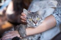 Beautiful woman at home holding and hug her lovely fluffy cat. Pets, friendship, trust, love, lifestyle concept. Friend of human.