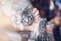 Smiling woman at home holding her lovely fluffy cat.  Pets and lifestyle concept. Royalty Free Stock Photo