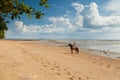 Beautiful woman on a horse. Horseback rider. Paradise tropical beach. Royalty Free Stock Photo