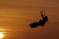 Beautiful woman kitesurfing jump at golden hour girl jumping kiteboarding silhouette at sunset Royalty Free Stock Photo