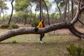 Beautiful woman leaning against a tree wearing a yellow coat and a black hat Royalty Free Stock Photo