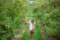 A beautiful woman picking the red apples in apple orchard Royalty Free Stock Photo