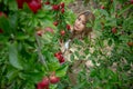 A beautiful woman picking the red apples in apple orchard Royalty Free Stock Photo