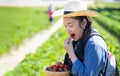 The beautiful woman is picking strawberries in the fruit garden. Fresh ripe organic strawberries in a wood bowl Royalty Free Stock Photo