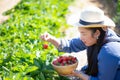 The beautiful woman is picking strawberries in the fruit garden. Fresh ripe organic strawberries in a wood bowl Royalty Free Stock Photo
