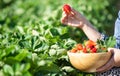 The beautiful woman is picking strawberries in the fruit garden. Fresh ripe organic strawberries in a wood bowl Royalty Free Stock Photo