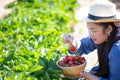 The beautiful woman is picking strawberries in the fruit garden. Fresh ripe organic strawberries in a wood bowl Royalty Free Stock Photo