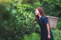 A beautiful woman picking tea leaf in a highland tea plantation Royalty Free Stock Photo