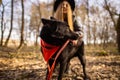 Beautiful woman stroking her dog outdoors. Pretty girl playing and having fun with her pet by name Brovko Vivchar Royalty Free Stock Photo