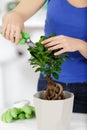 Beautiful woman trimming bonsai tree Royalty Free Stock Photo