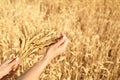 Beautiful woman with wheat spikelets in field on sunny day Royalty Free Stock Photo