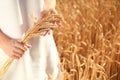 Beautiful woman with wheat spikelets in field on sunny day Royalty Free Stock Photo