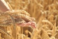 Beautiful woman with wheat spikelets in field on sunny day, closeup Royalty Free Stock Photo