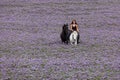 a beautiful young woman on a white horse with a black frieze in a field of purple flowers Royalty Free Stock Photo